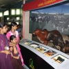 Children Watching Cows Model